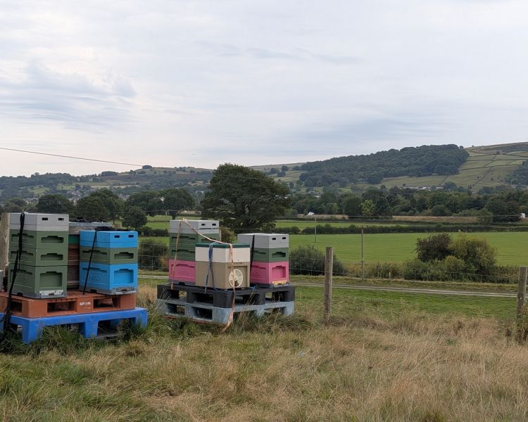 the bee hives in the yorkshire countryside seen on a beekeeping experience