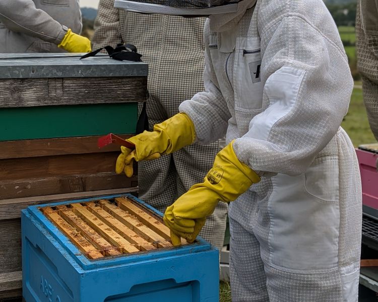 person looking into a hive on a beekeeping experience in yorkshire