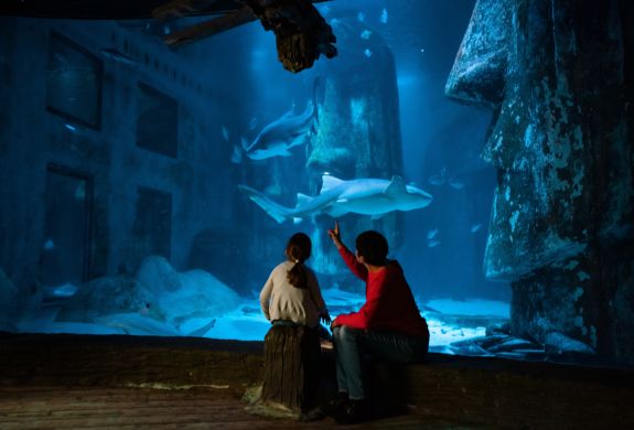 Looking at shark in tank at sealife aquarium london