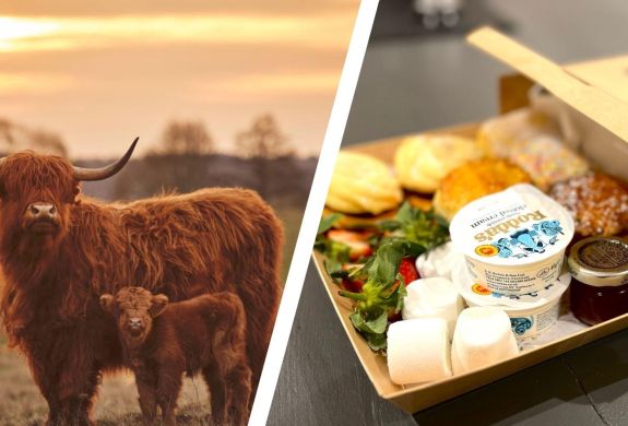 Split photo of an afternoon tea box and highland cows