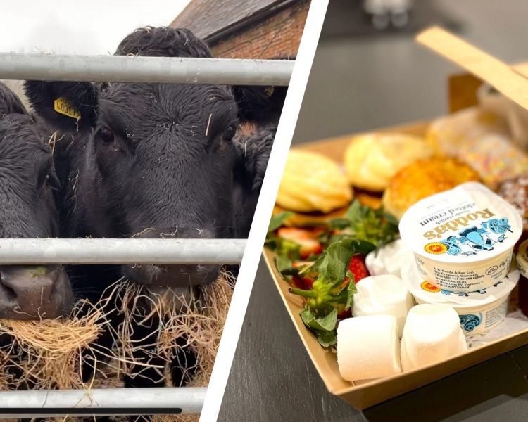 Split photo of an afternoon tea box and mini dexter cows