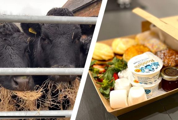 Split photo of an afternoon tea box and mini dexter cows