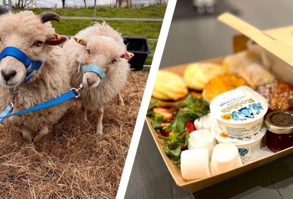 Split photo of an afternoon tea box and mini sheep