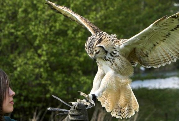 owl landing onto a woman's hand on a falconry experience
