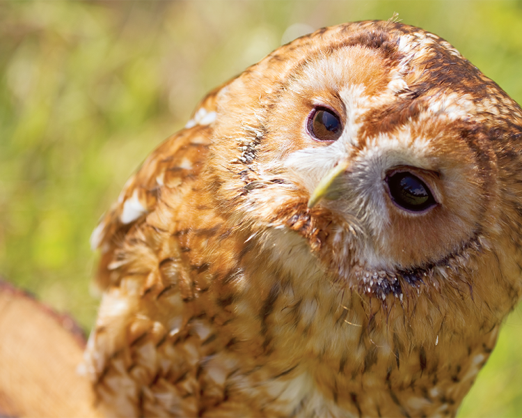 owl seen on a falconry experience