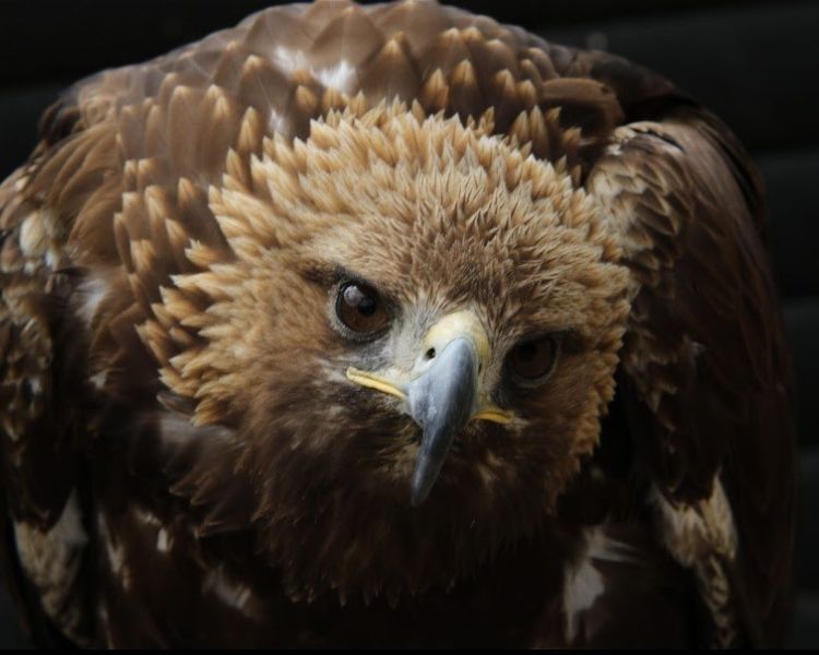 hawk looking down the camera seen on a falconry experience