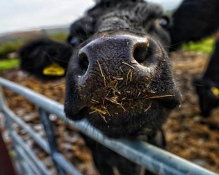 Close up of a cows snout