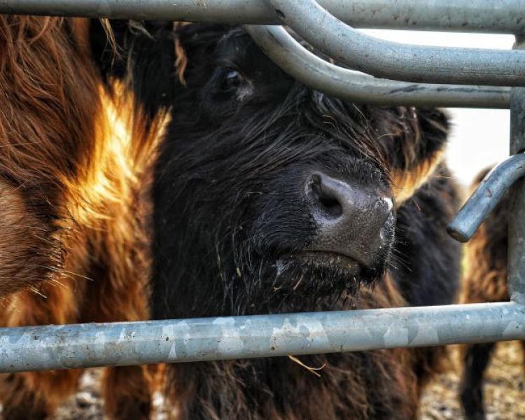 Close up of highland cows behind a gate