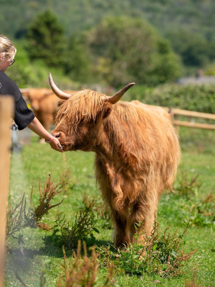 Lady hand feeding a highland cow
