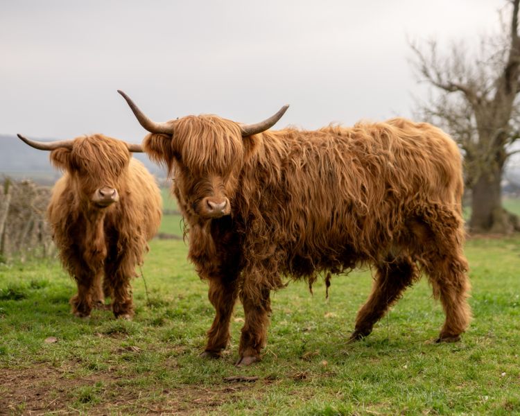 Two highland cows in a field