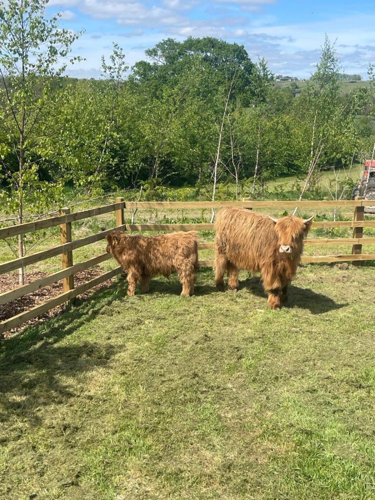 Highland cow and calf