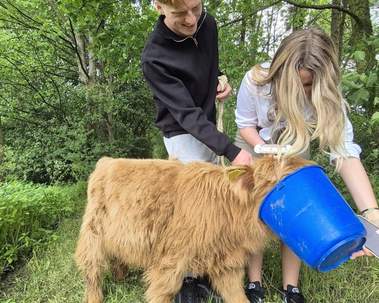 A couple feeding a highland cow calf