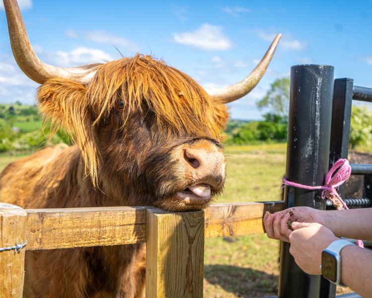 A highland cow sticking its tongue out
