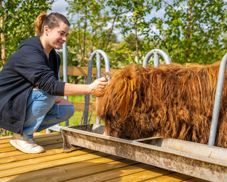 A lady crouched by an orange highland cow