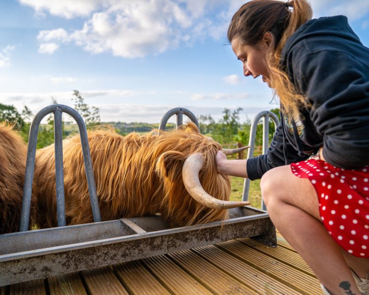A lady petting an orange highland cow eating