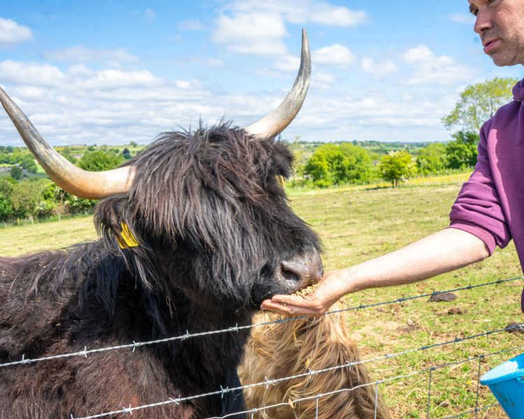 A man feeding a black highland cow