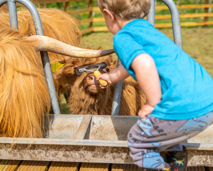 A young boy grooming a highland calf