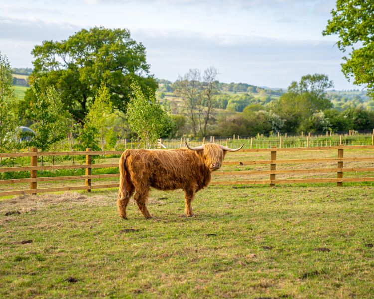 An orange highland cow in a field