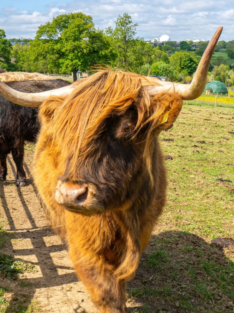 Close up of an orange highland cow