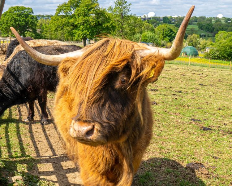 Close up of an orange highland cow
