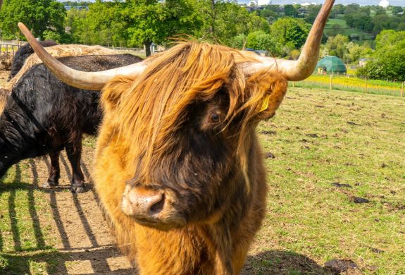 Close up of an orange highland cow