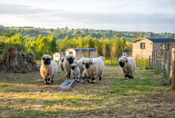 A flock of valais blacknosed sheep with calves