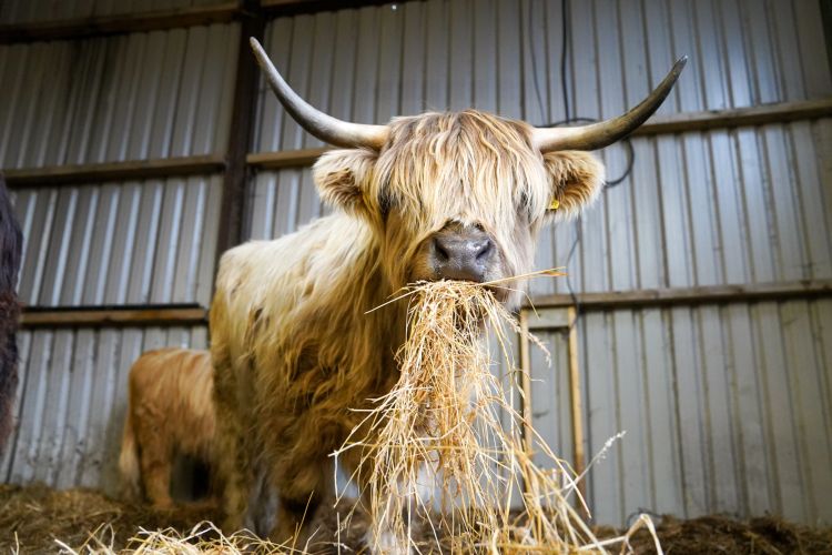 Close up image of a tan highland cow eating hay