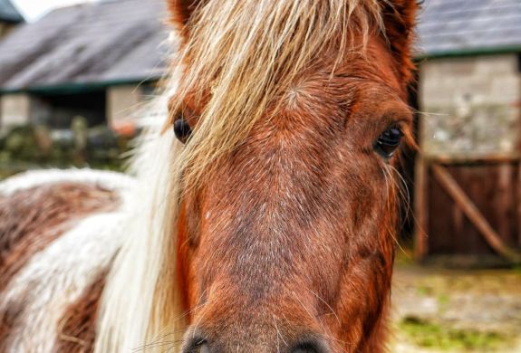 Peanut shetland pony