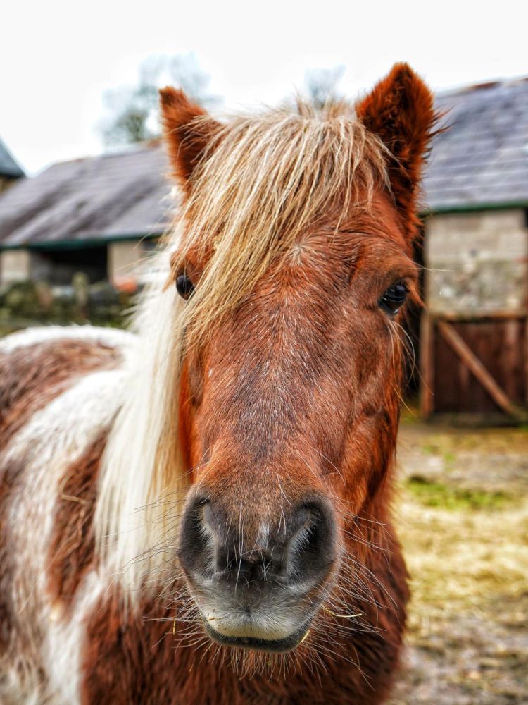 Peanut shetland pony