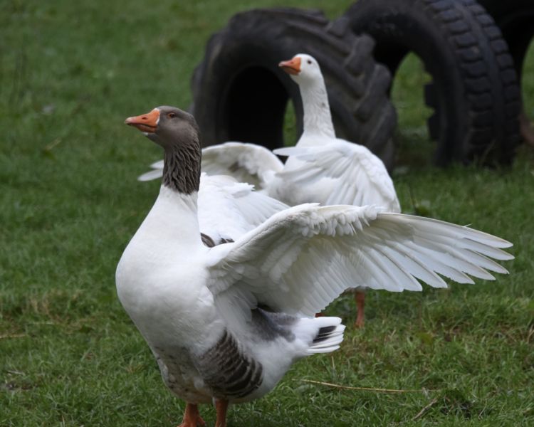 Geese lower house farm