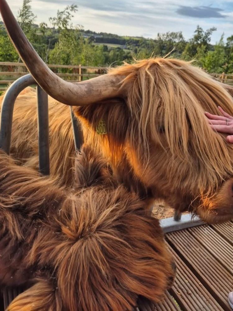 Highland Cow Close Up Windmill Retreats