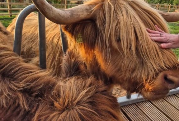 Highland Cow Close Up Windmill Retreats
