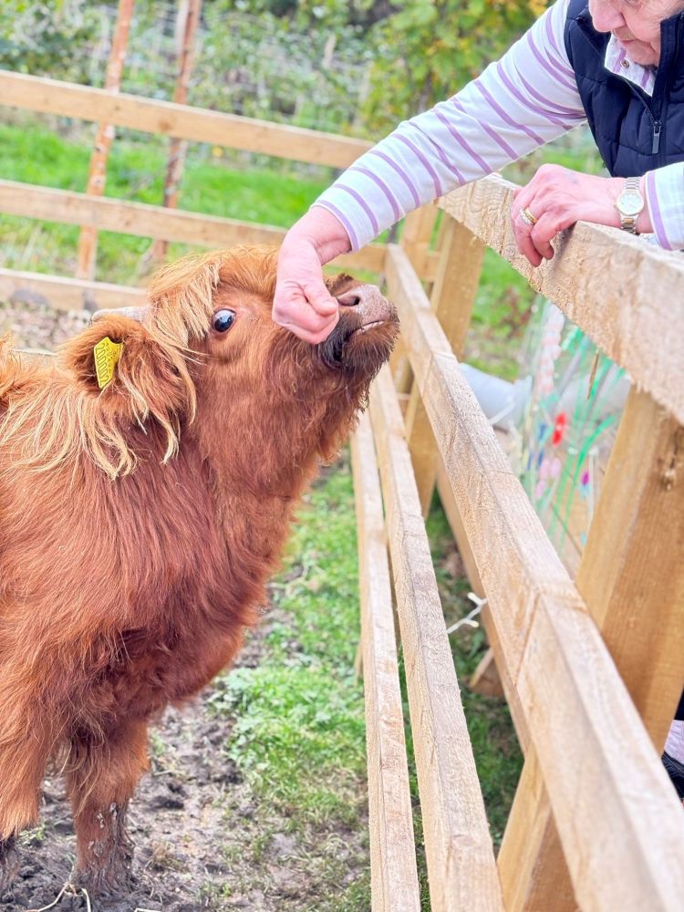 Hand feeding a highland cow calf