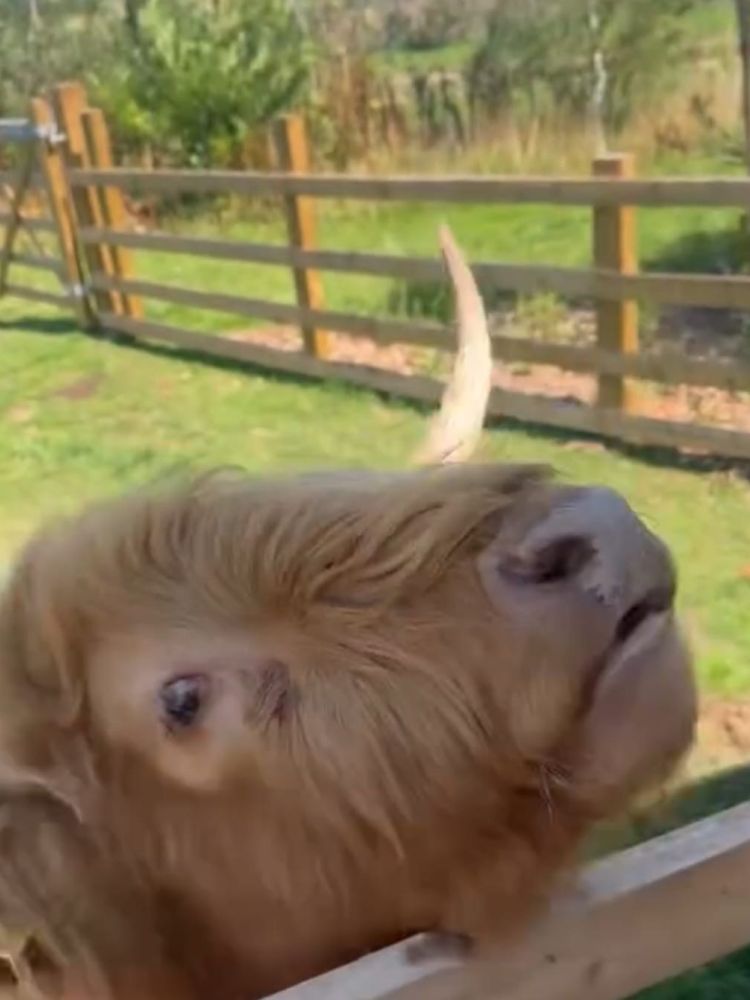 close up of an orange highland cow by a food trough