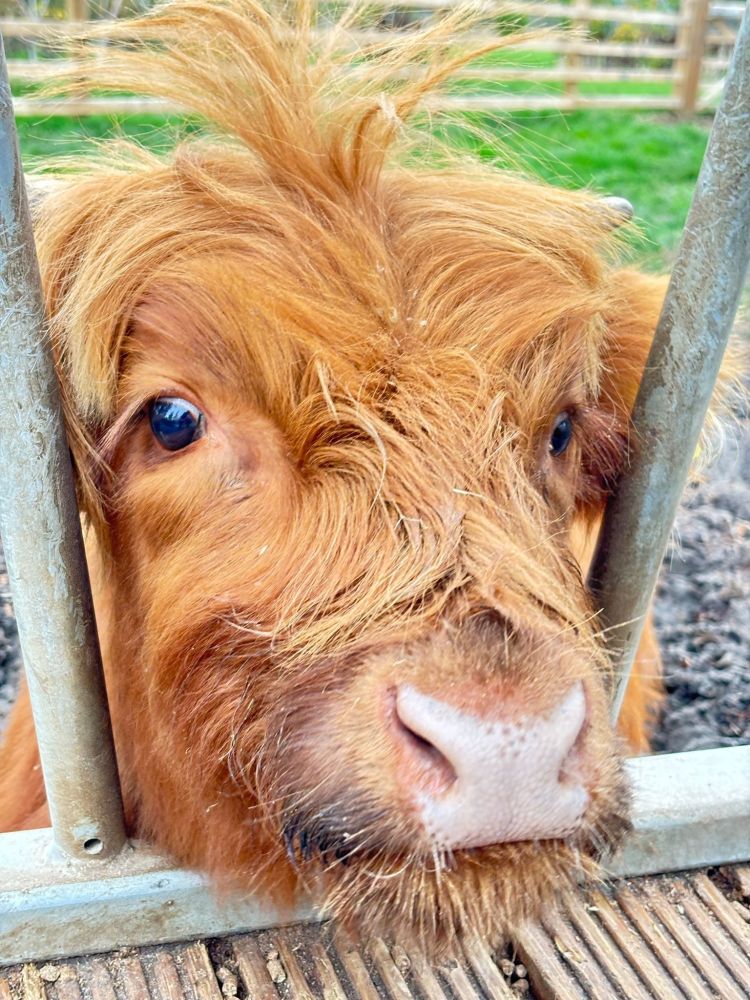 Close up of a highland cow calf face through a fence