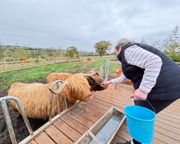 Wide view of a lady feeding two highland cows on a platform