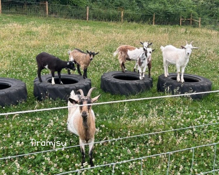 Lower house farm goats