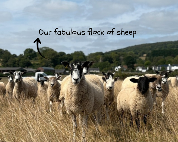 Lower house farm sheep flockjpg