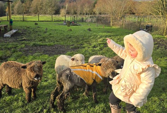 young girl meeting sheep on a west yorkshire farm