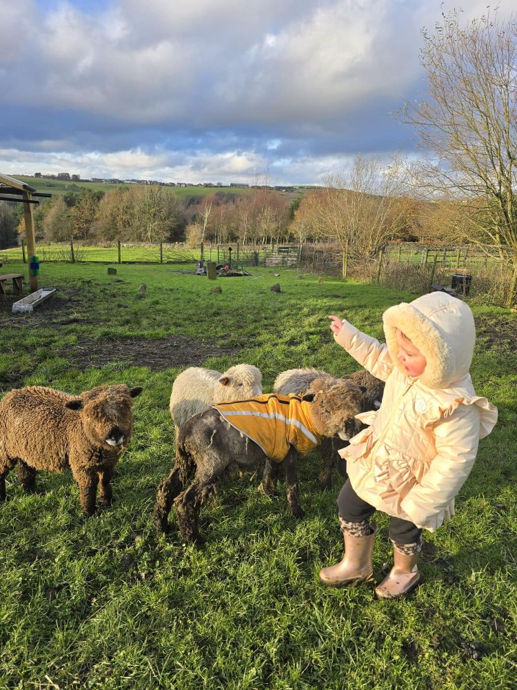 young girl meeting sheep on a west yorkshire farm