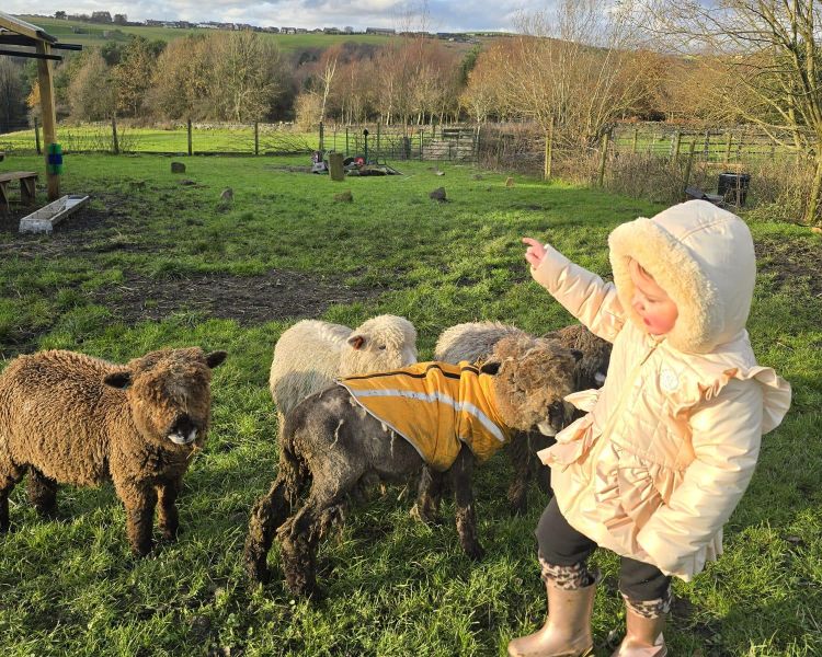 young girl meeting sheep on a west yorkshire farm