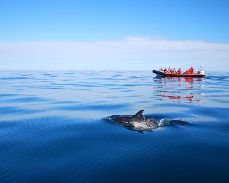 Skomer dolphin