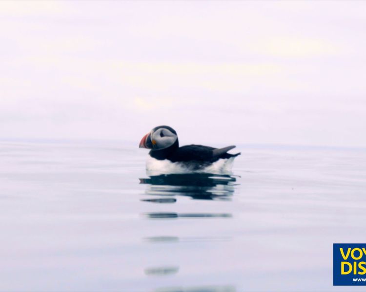 Skomer puffin
