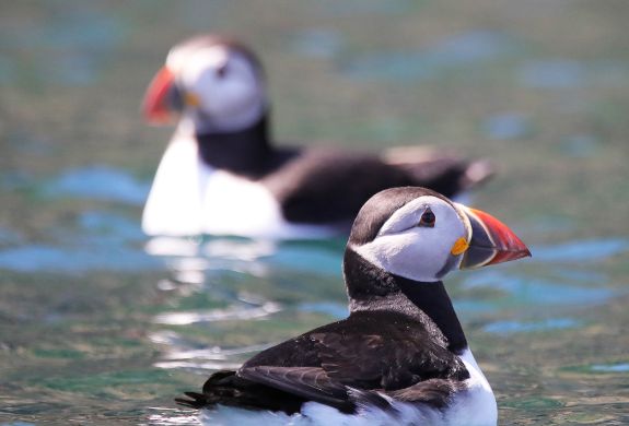 Skomer puffins