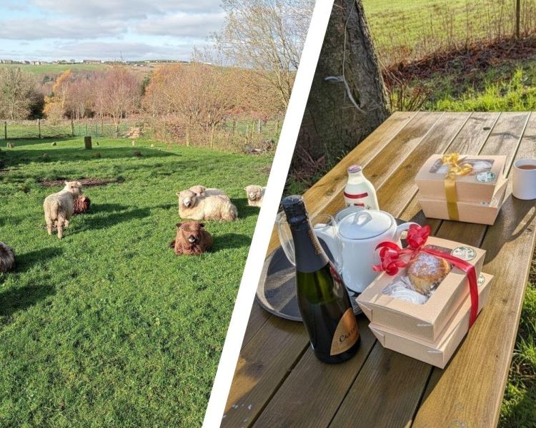 Split photo of sheep on farm and afternoon tea on a bench on the farm
