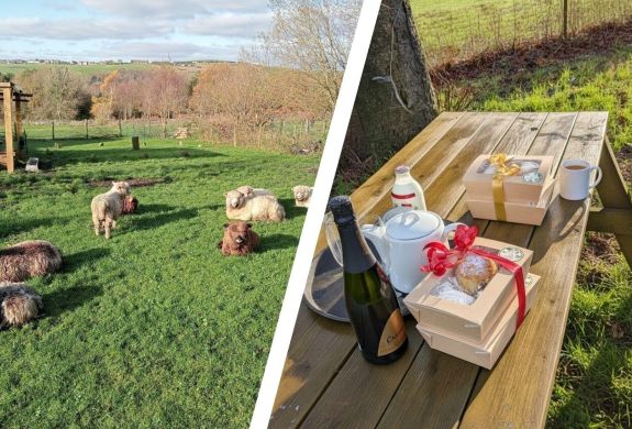 Split photo of sheep on farm and afternoon tea on a bench on the farm