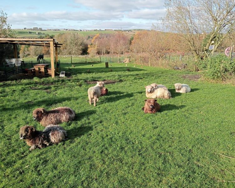 Sheep in a field