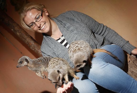 woman with meerkats on her lap as part of a meerkat experience day at hoo zoo in shropshire