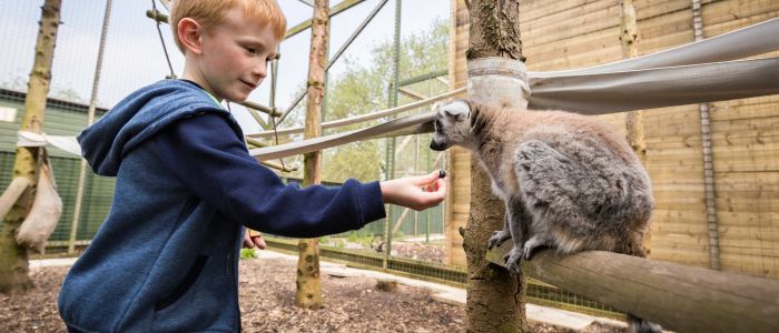 young boy feeding a lemur on a junior half day zoo keeping experience day at hoo zoo