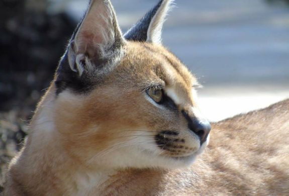 a side view of a caracal at hoo zoo in shropshire as part of a carnivore combo experience day